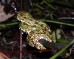 Bothriechis schlegelii