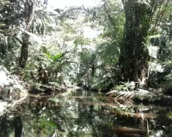 Caño palma