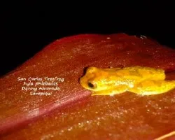 San carlos treefrog