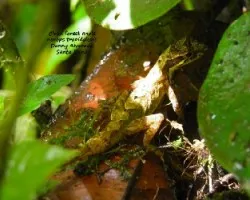 Cloud forest anole