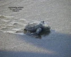 Tortuga lora