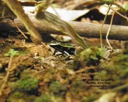 Phyllobates lugubris