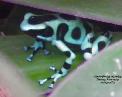Dendrobates auratus