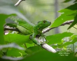 Iguana iguana