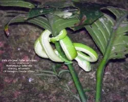 Bothriechis lateralis