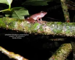 Eleutherodactylus crassidigitus