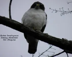 Buteo brachyurus
