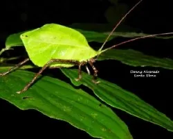 Insecto hoja