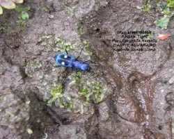 Pseudoxychila tarsalis