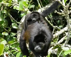 Alouatta palliata