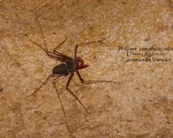 Phrynus pseudoparvalus