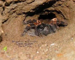 Megaphobema mesomelas