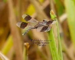 Ethrodiplax umbrata