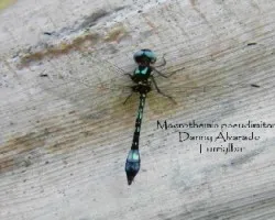 Macrothemis pseudimitans