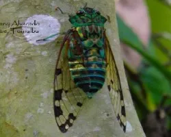 Fidicina mannifera