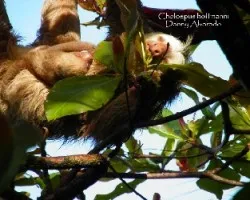 Bradypus hoffmanni