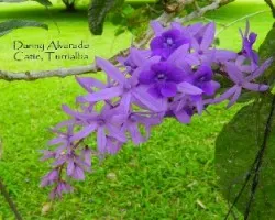Petrea volubilis
