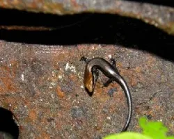Sphenomorphus cherrei