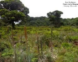 Las turberas en el cerro de la muerte