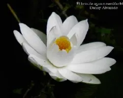 Nymphaea alba