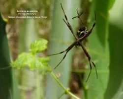 Argiope argentata