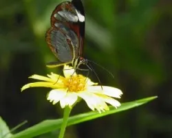 Mariposa