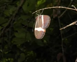 Heliconius clysonymus