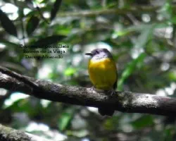 Eucometis penicillata