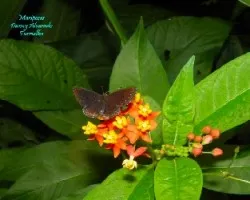 Mariposa#2