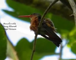 Amazilia rutila