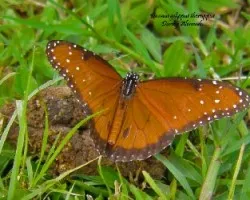 Danaus gilippus thersippus