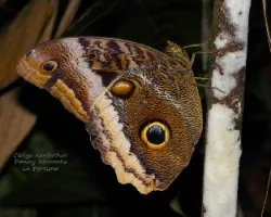 Caligo eurilochus