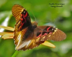 Anethia thirza insignis