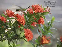 Chlorostilbon canivetii