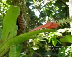 Aechmea nudicaulis 