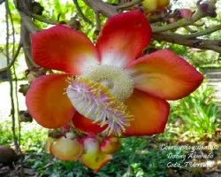 Couroupita guianensis