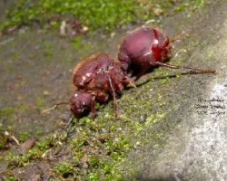 Atta cephalotes
