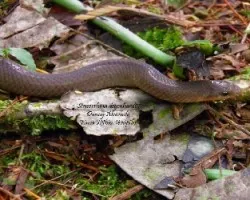 Stenorrhina degenhardtii