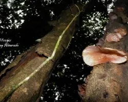 Hongos