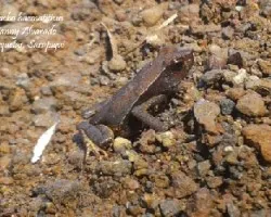 Rhaebo haematiticus