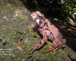 Incilius melanochlorus