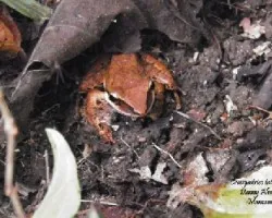 Craugastrico talamancae