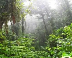 Bosque nuboso