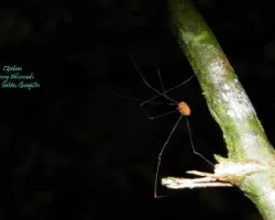 Opiliones