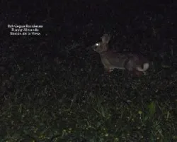 Sylvilagus floridanus
