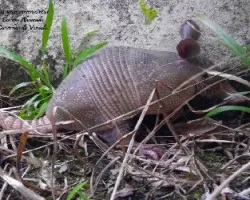 Dasypus novemcinctus