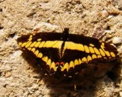 Papilio thoas