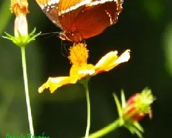 Siproeta epaphus epaphus  