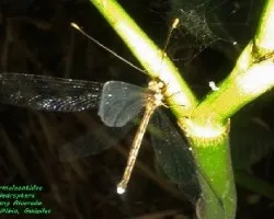 Myrmeleontidae