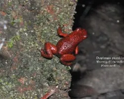 Oophaga pumilio